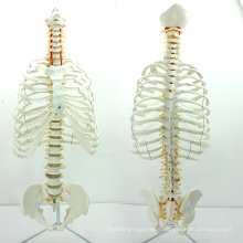 SPINE06 (12379) Medical Anatomy Science Life-Size Sternum with Transpaeent Rib for Medical School Education